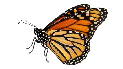 Fototapeta premium Monarch butterfly isolated PNG on transparent background, beautiful orange and black insect with white spots for nature designs