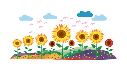 Vibrant sunflower field