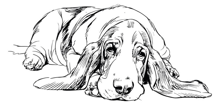 Hand drawn line art illustration of a basset hound depicting a relaxed pose for animal-themed projects