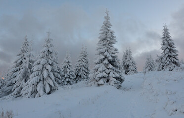 Zimowy krajobraz. Ośnieżone drzewa