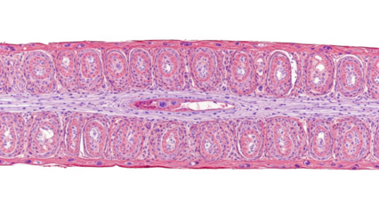 Microscopic view of cross-sectioned coiled glands and blood vessel in tissue png isolated transparent background