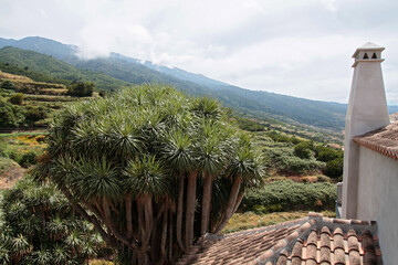 Panorama mit Drachenbaum auf der Insel La Palma
