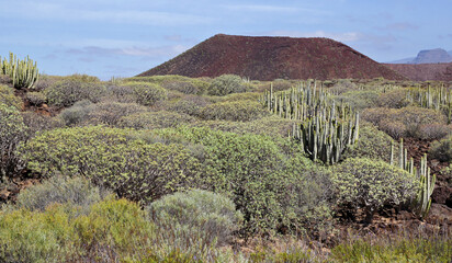 verschiedene Kakteen und wolfsmilchgew&auml;chse  vor dem Kegel eines erloschenen Vulkans