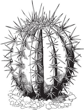 spherical echinopsis cactus illustrated as a detailed black vector outline with ribbed body and radiating spine contours