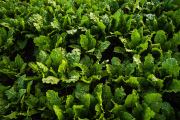 Fototapeta premium Green beet field with healthy leafy plants growing in rows under clear sky, modern agriculture concept, crop production, sustainable farming landscape