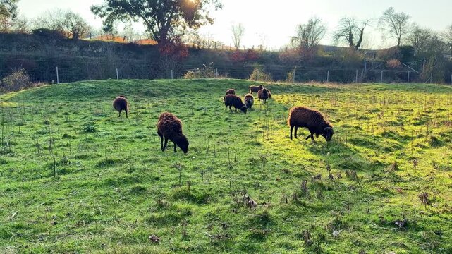 A flock of Soay sheep grazing and resting across green pasture in a countryside environment.