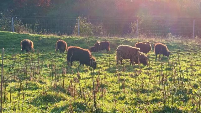 Closer view about a flock of Soay sheep in green meadow during golden hour sunlight.
