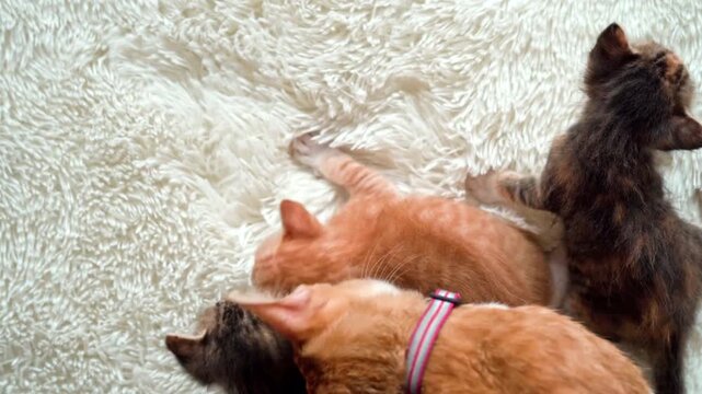 Mama cat with its kittens on carpet