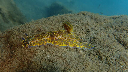 Giant doris or Regal sea goddess (Felimare picta) undersea, Ligurian Sea, Italy, Imperia