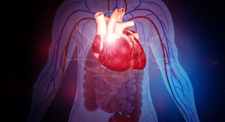Detailed Human Heart Anatomy on a Medical Background. 3D illustration showcasing the structure of the cardiovascular system.