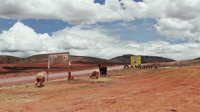 llamas Alpacas red dirt road Sacred Valley Maras Salt Mine Chic&oacute;n Moray Peru Per&uacute; aerial drone Salineras de Maras rainy season sunny cloudy Peruvian Andes Cusco region pan left motion
