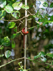 Two large ringed red millipedes, shongololos, curled up around a twig. background blurred or out of focus. Vertical image