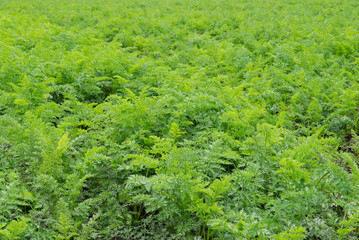 Carrots on the field. Fresh green tops of carrots