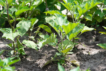Green young eggplant plant seedlings growing in garden in the soil. Eggplant vegetables.