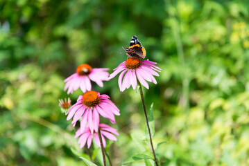butterfly on the flowers of Echinacea purpurea, coneflower in the garden close up