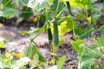 Green cucumber with a flower hanging on a branch in the garden on a sunny day
