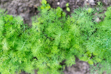 Young dill plants growing in open ground. Fragrant dill leaves growing. Green organic dill in farmer's garden for food