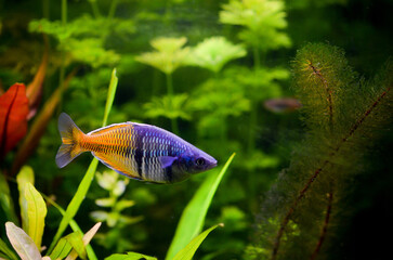 Multicolored fish mosaic in a tropical aquarium. Planted tropical freshwater aquarium with fish
