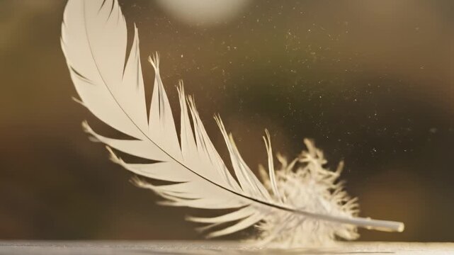 White feather on surface