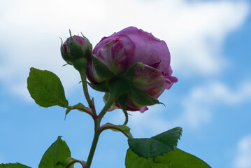 Close-up view of a partially open rose and a bud set against a bright blue sky with scattered white clouds, creating a vibrant visual contrast