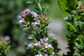 The delicate details of flowering thyme plants, showing their intricate structure and subtle coloration in natural light
