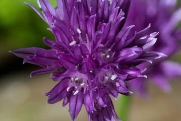 Vibrant details of a purple chive flower in full bloom, showcasing its intricate structure and delicate beauty
