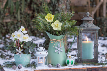 Arrangement mit Christrosen (Helleborus niger) im Topf, Tannenzweigen und vintage Laterne im...