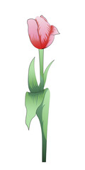 Vector tulip with a gradient fill, isolated on a white background.