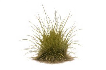 Ornamental grass plant isolated on a transparent background illustration