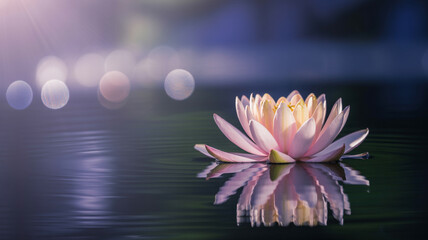 Tranquil pink lotus flower reflecting on dark water
