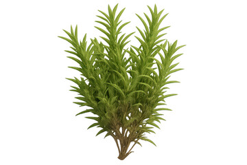 Fototapeta premium Rosemary herb, green bush on transparent background, plant isolated