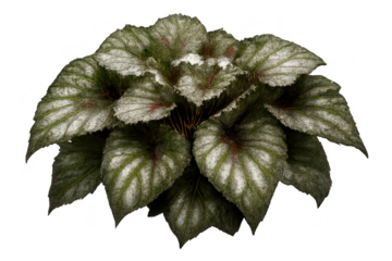 Rex Begonia plant displaying its leaves on a transparent background