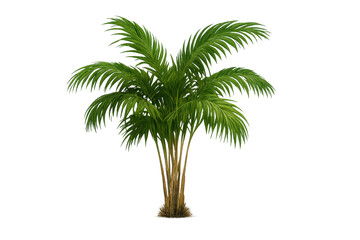 Obraz premium Majestic palm tree on a transparent background in the tropics style