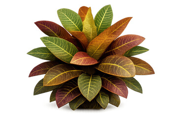 Colorful Croton Plant on transparent background, vibrant leaf textures.