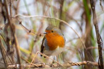 A close-up view of a Robin Redbreast perching on a tree branch at the Attenborough Nature Reserve in Nottingham, UK.