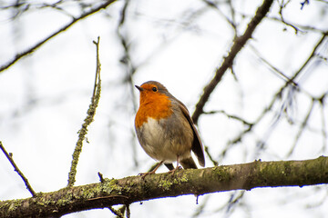 Fototapeta premium A close-up view of a Robin Redbreast perched on a tree branch at the Attenborough Nature Reserve in Nottingham, UK.