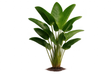 Green foliage plant on transparent background, lush and vibrant plant