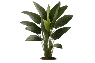 Lush greenery featuring a transparent background for seamless integration.