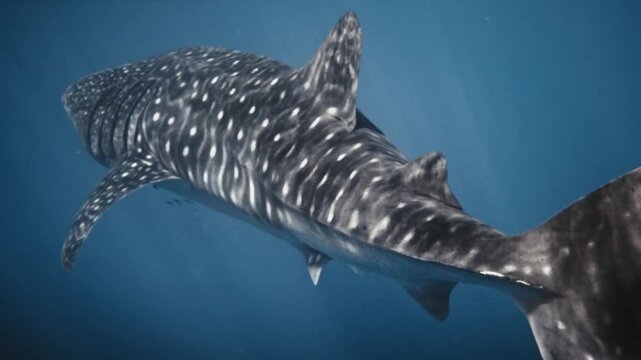 The whale shark swimming underwater