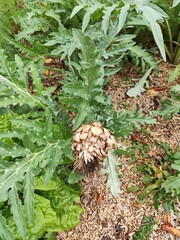Dried Artichoke bud flower. Green leaves bush