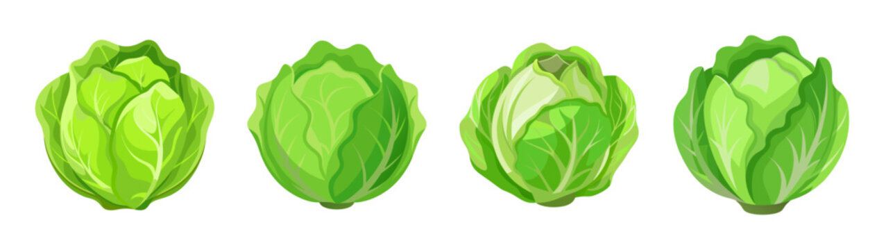 Fresh endive vegetable healthy food salad ingredient vector illustration graphic design asset