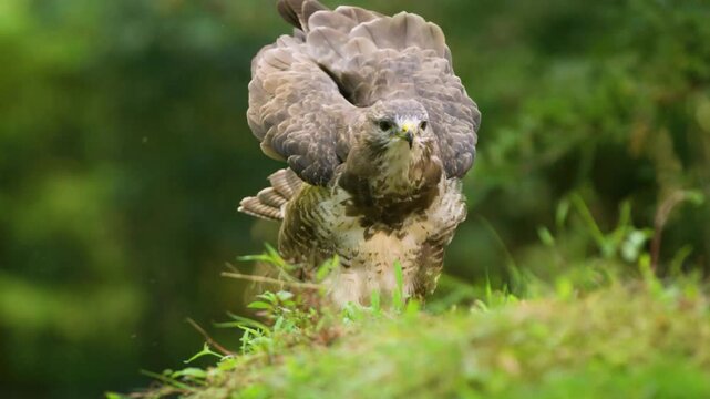 Slow motion shot of buzzard drying its feathers