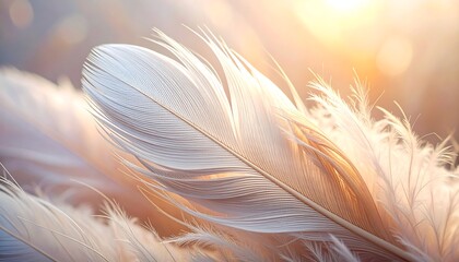 Close-up of a delicate white feather with soft sunlight.