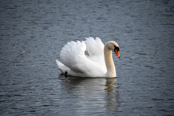 Fototapeta premium A Mute Swan on the water on a lake at Rushcliffe Country park in Nottingham, UK.