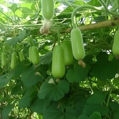 Illustration of green eggplant fruits growing on vine in garden with lush leaves