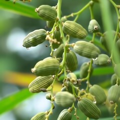 Illustration of green seed pods on a plant stem with blurred background
