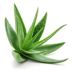 Illustration of aloe vera plant with green leaves isolated on white background for skincare and health