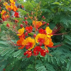 Illustration of vibrant orange and red flowers with green leaves in a natural setting outdoors