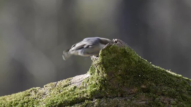 Brown-headed nuthatch looking for food inside moss-covered log