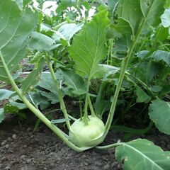 Illustration of a kohlrabi plant growing in the garden with green leaves and a bulb